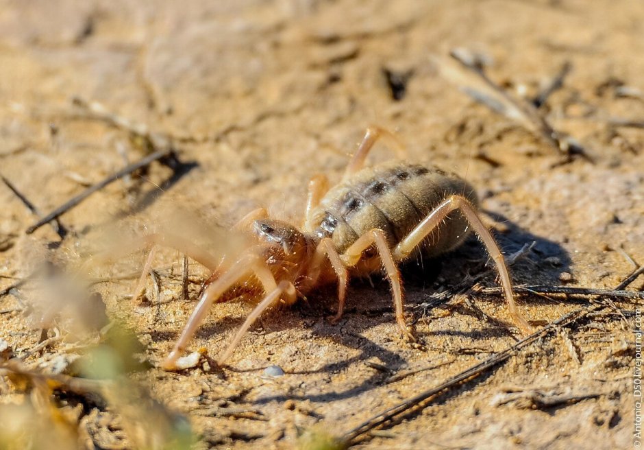 Южнорусская сольпуга