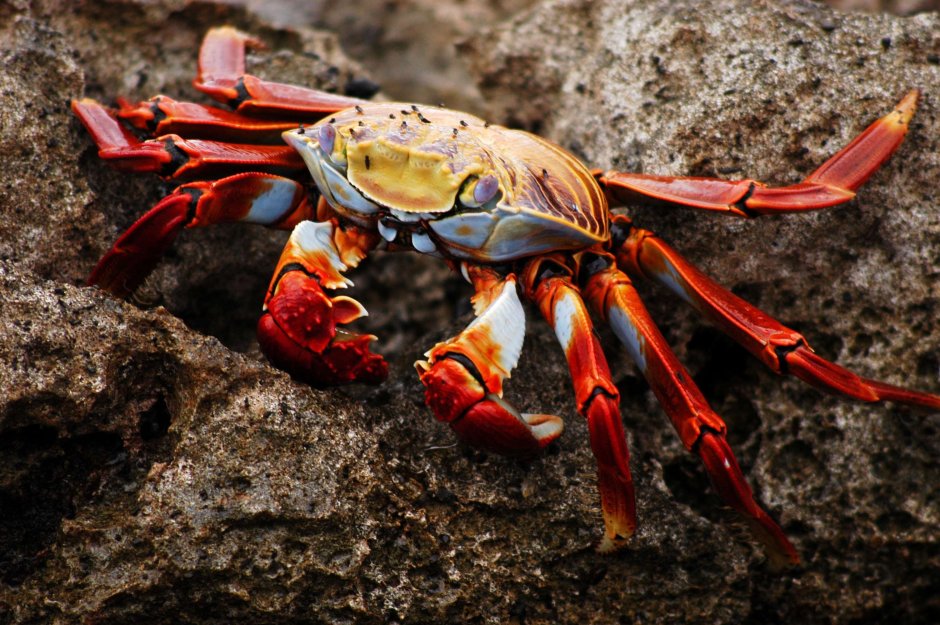 Членистоногие (Arthropoda)