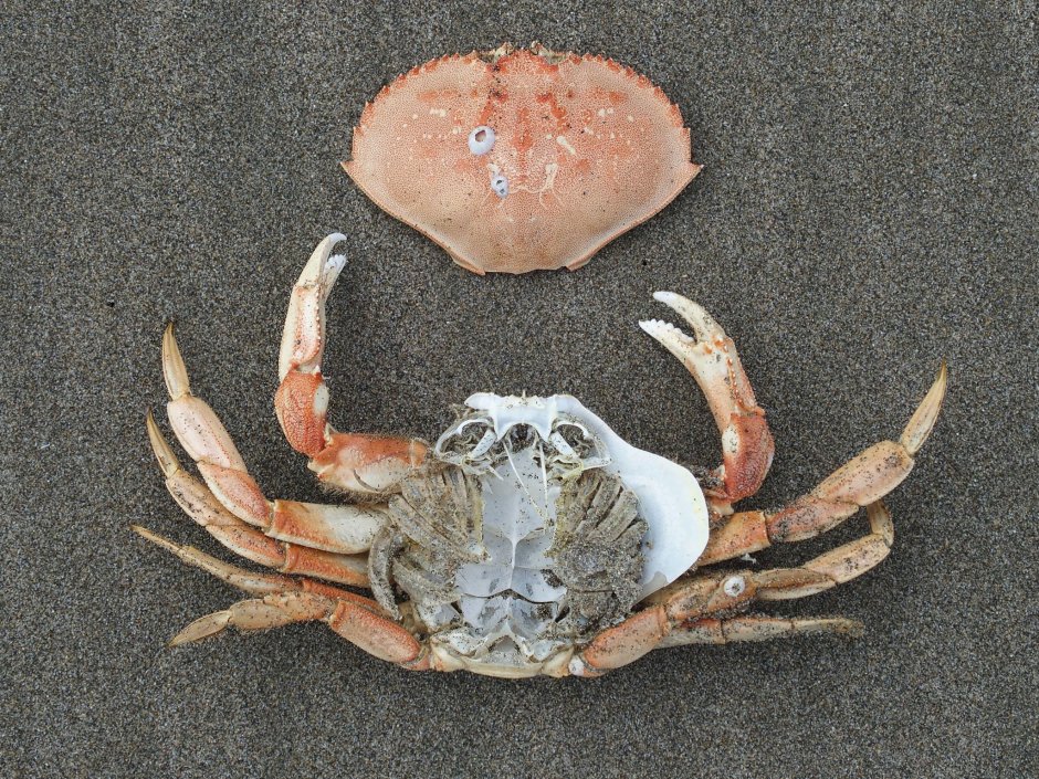 Coenobita rugosus
