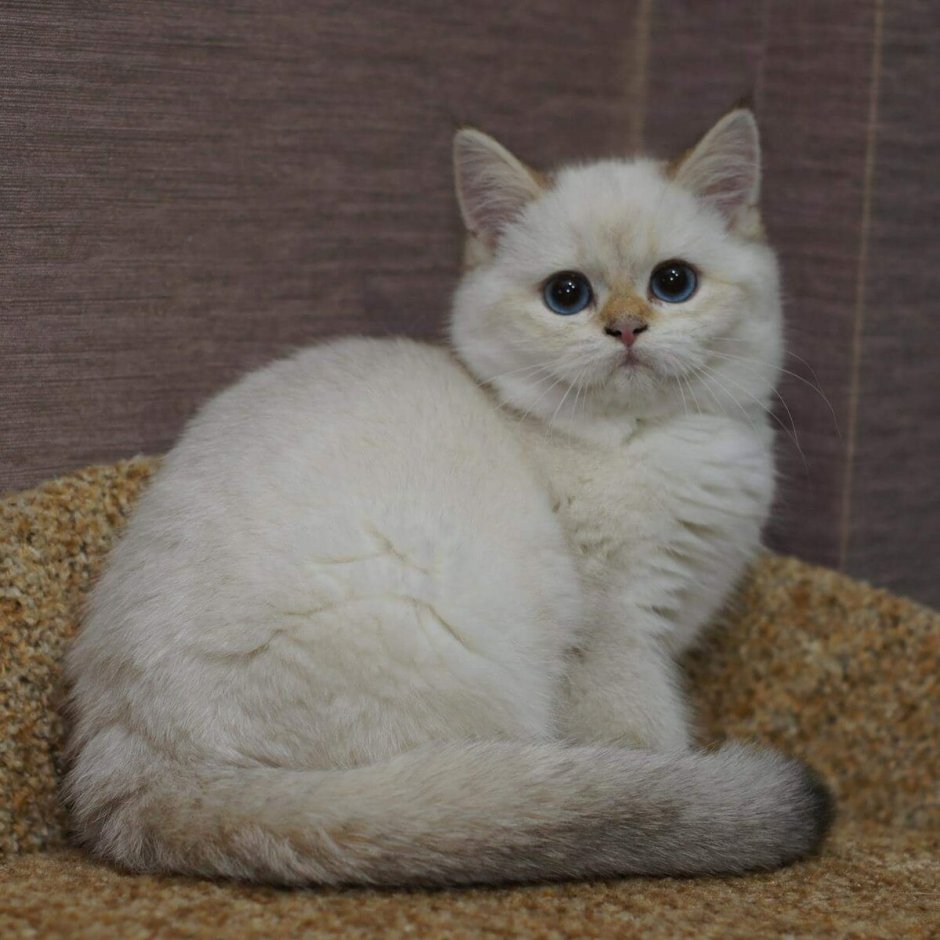 Блю Пойнт шиншилла