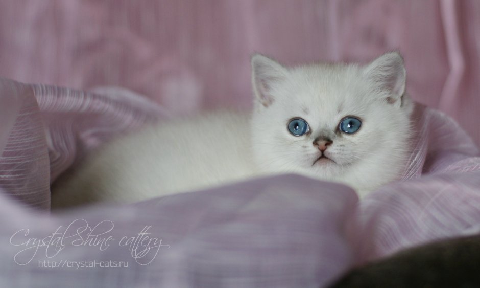 Котенок серебристая шиншилла поинт