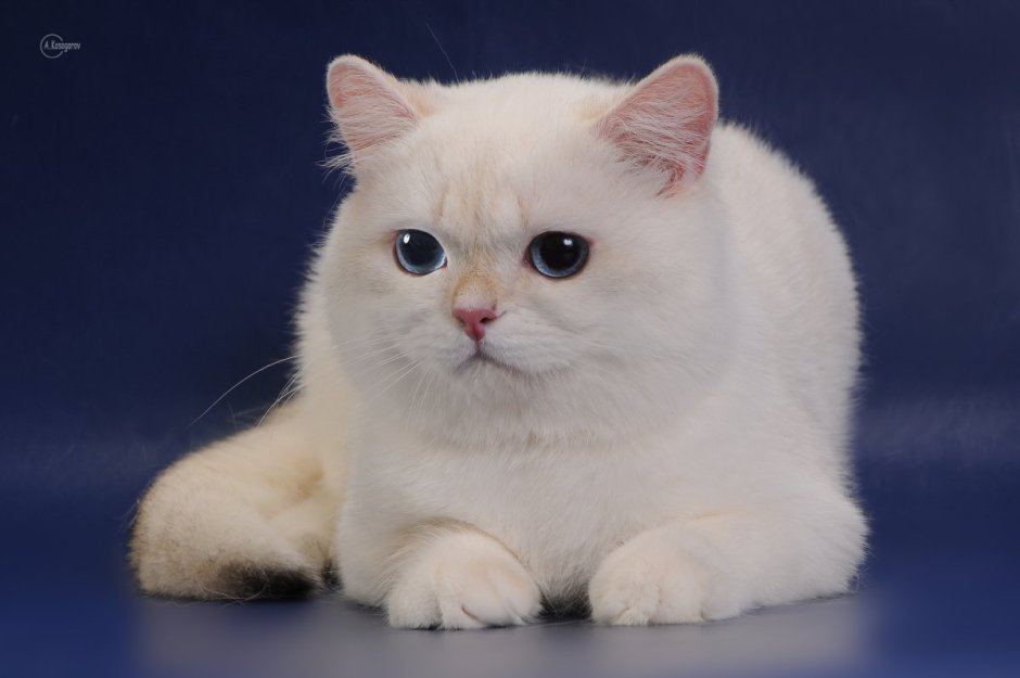 Шиншилла Пойнт