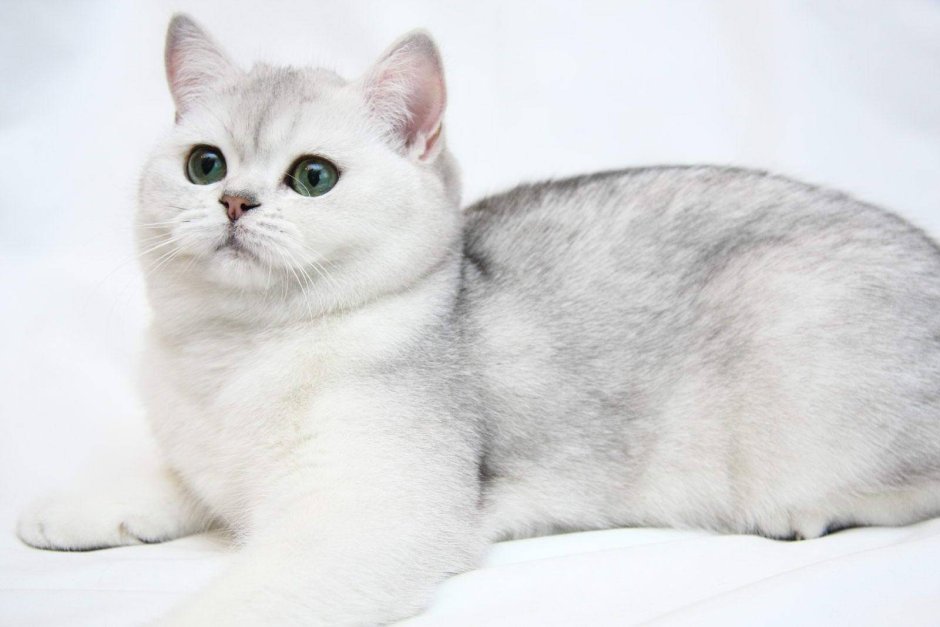 Британская короткошёрстная серебристая шиншилла