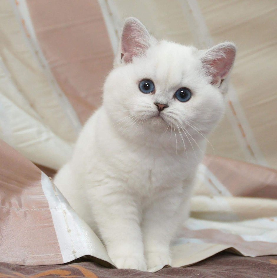 Британская короткошёрстная кошка шиншилла Пойнт