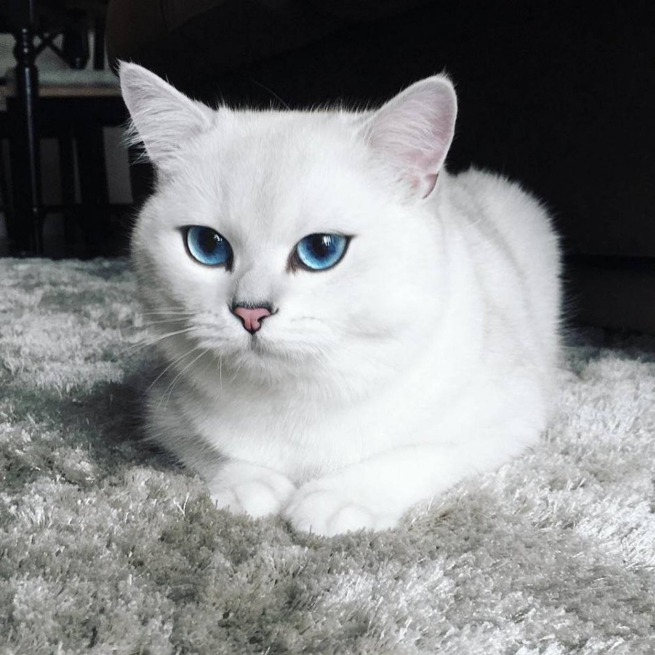 Шиншилла Пойнт Коби
