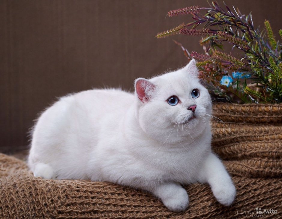 Серебристая шиншилла Пойнт