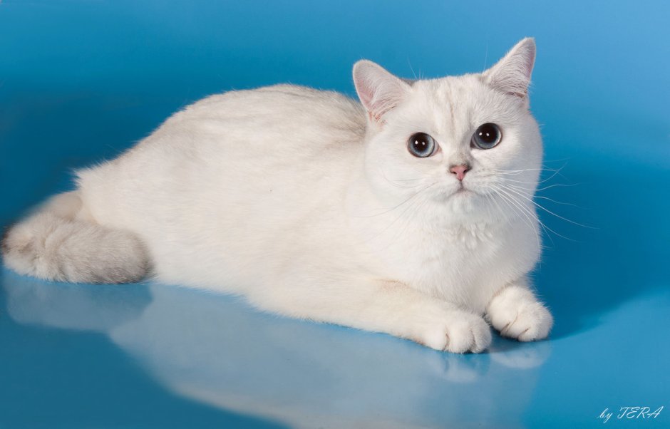 Британская короткошёрстная шиншилла Пойнт