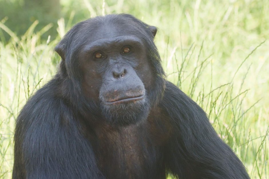 Bonobo шарф