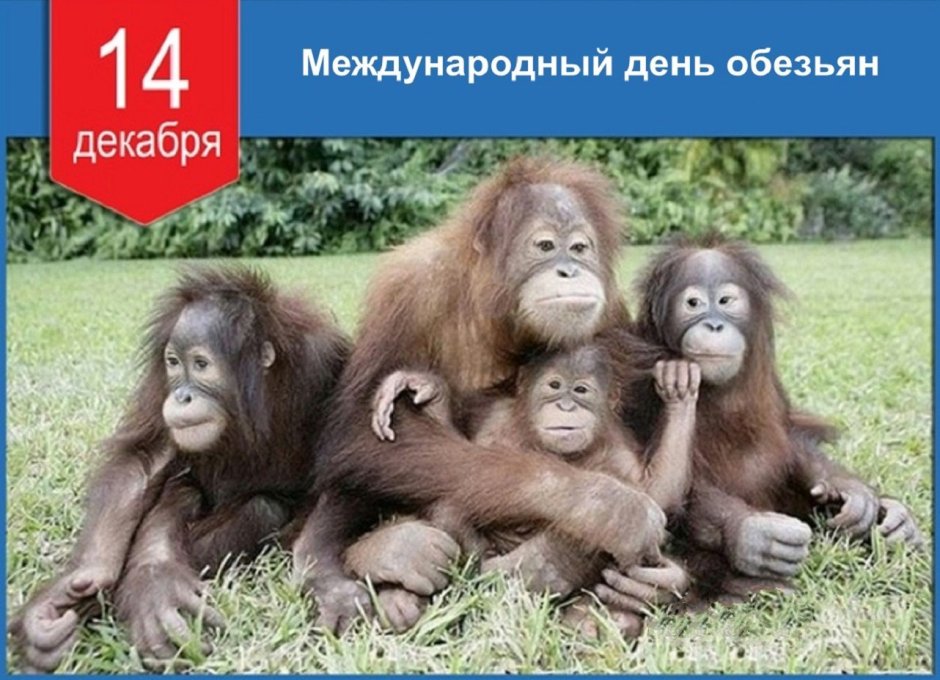 День обезьян 14 декабря