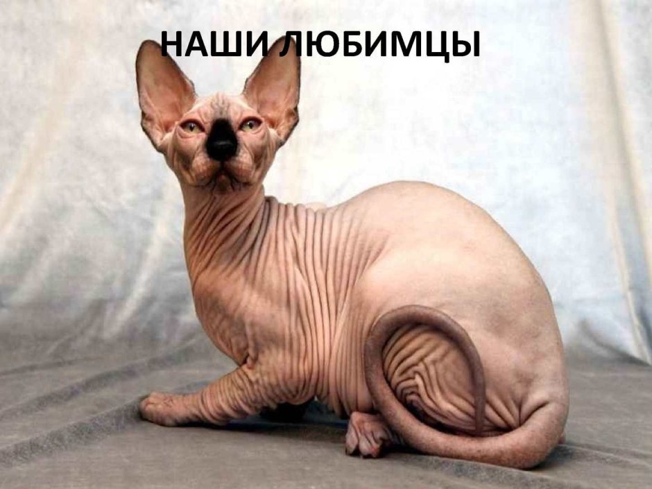 Сиамские кошки лысые