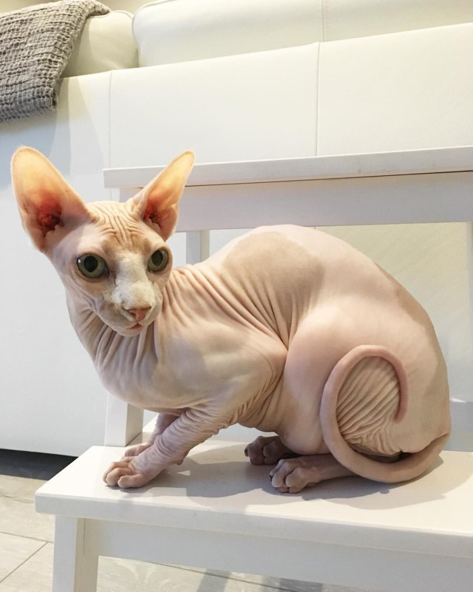 Канадский сфинкс кот