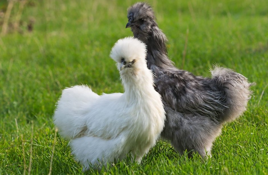 Китайская шелковая (Silkie Bantam)