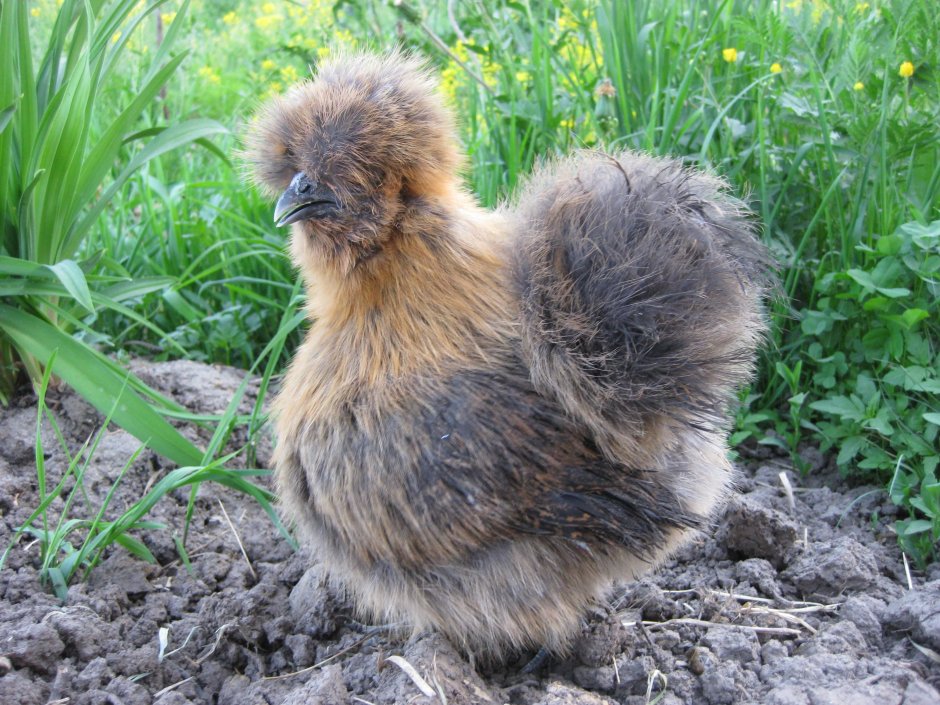Китайская шелковая Partridge