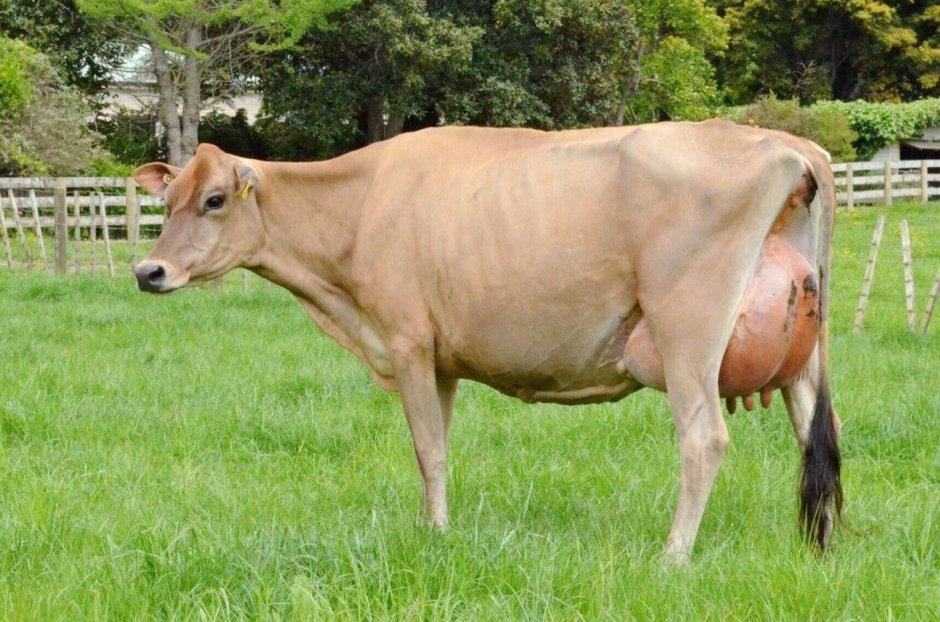 Dairy Cattle Breeds: JERSEYDAIRY Cattle Breeds: Jersey