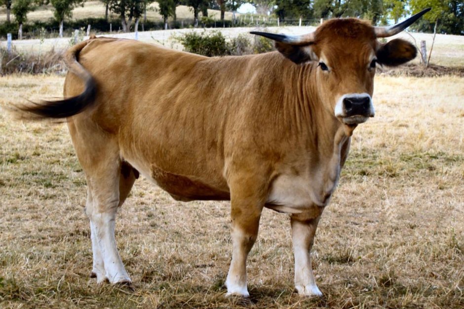 Black-and-White Breed of bulls and Cows