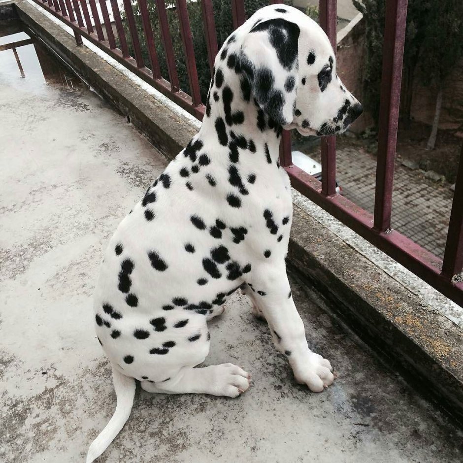 Лапа далматина