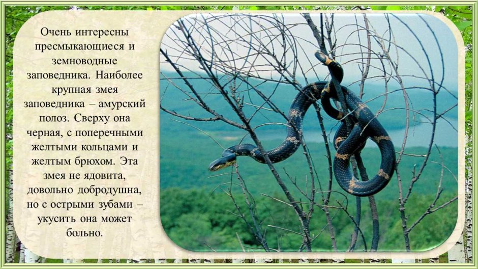 Ядовитый ли Амурский полоз
