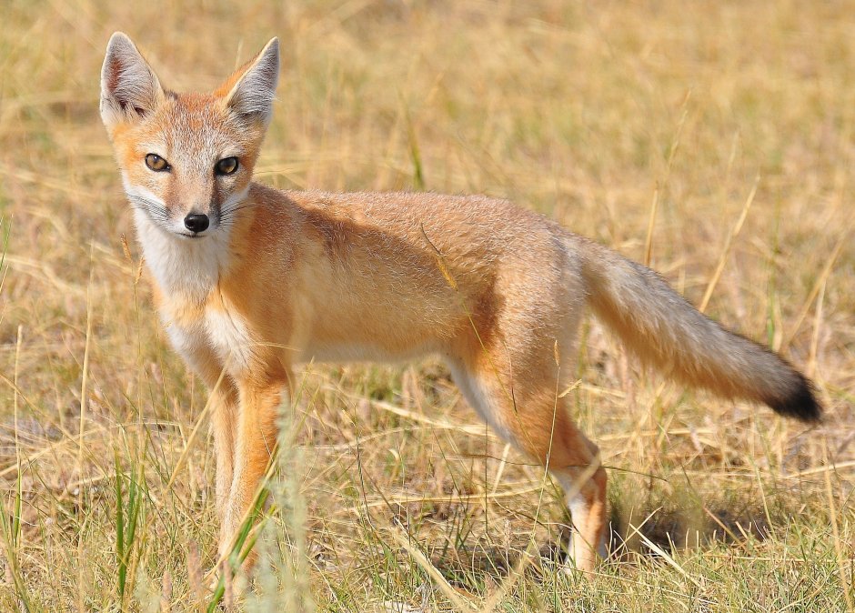 Корсак-семейство Лисьих