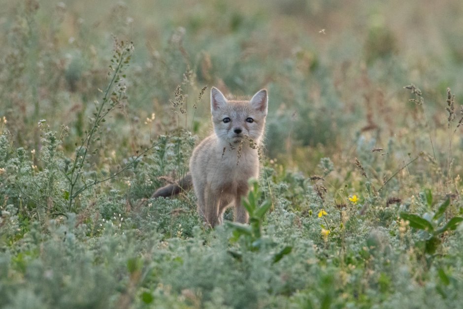 Степная лисица Корсак