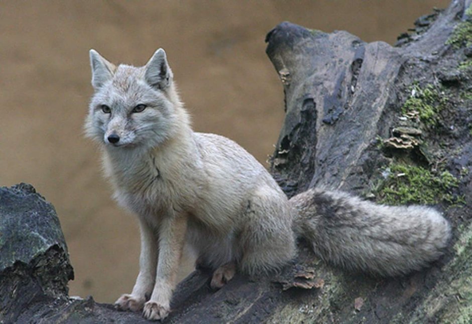 Степной Лис Корсак