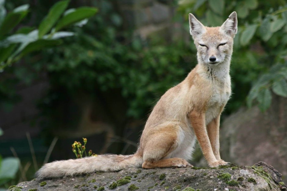 Американский Корсак Vulpes Velox