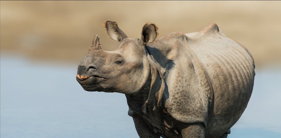 5 Species of Rhino