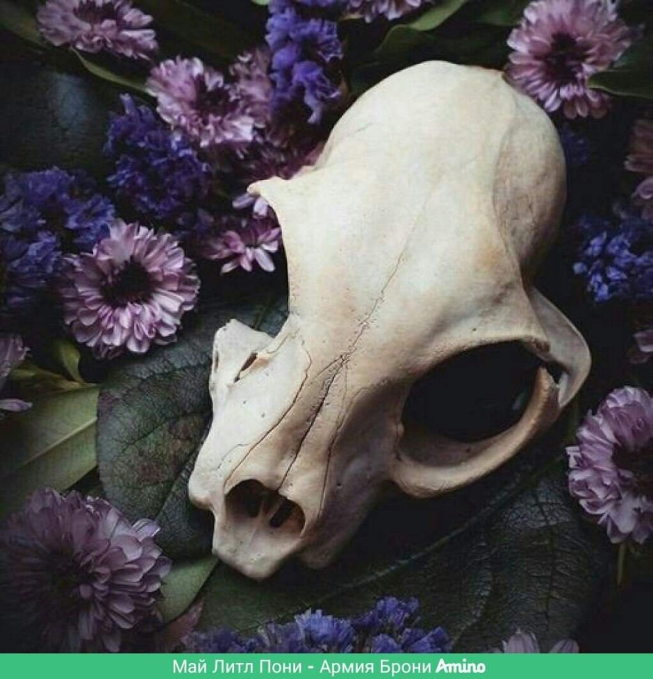 Череп животного Эстетика