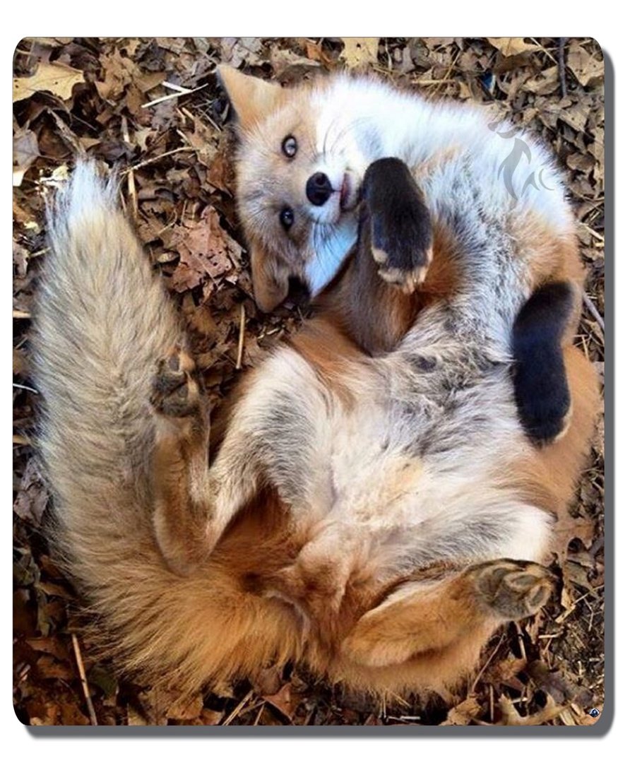 Игривая лиса