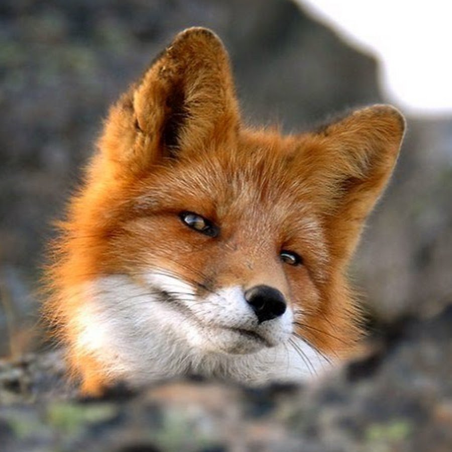 Любопытный Лис