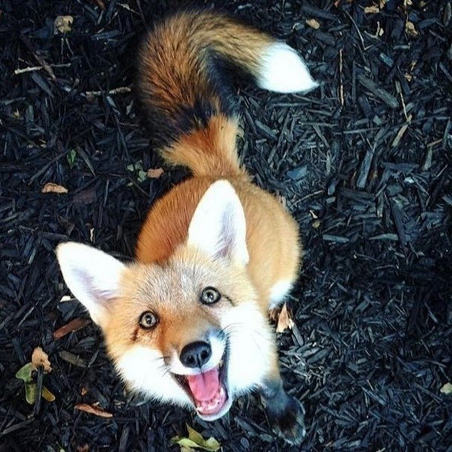 Лисичка Фыр