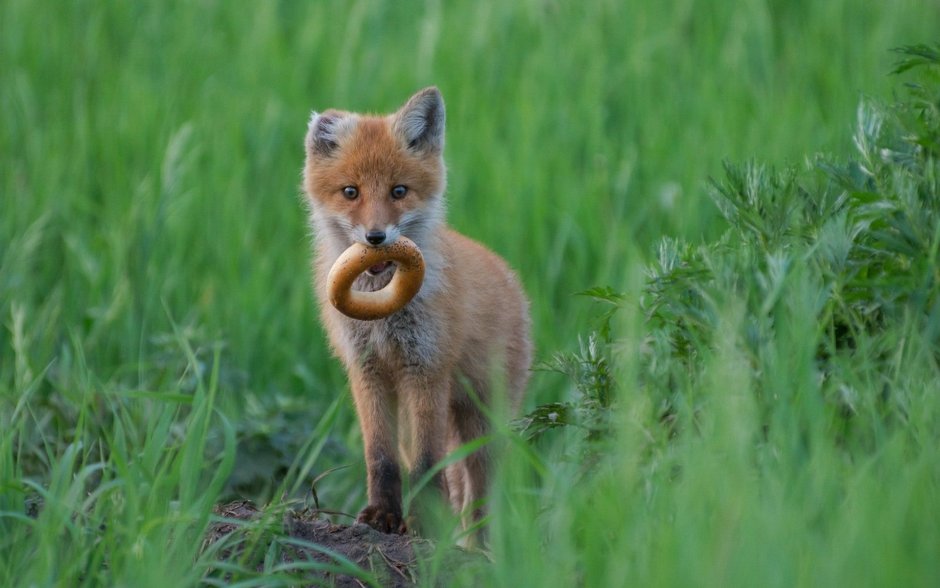 Лиса с бубликом