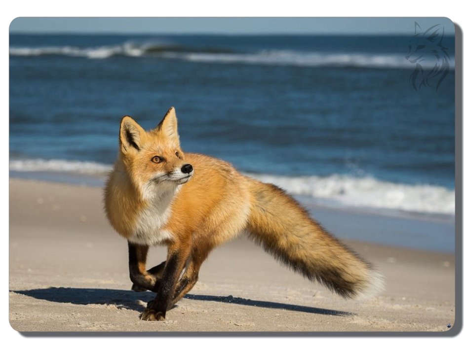 Лиса плавает