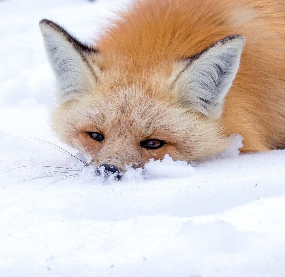 Игривая Лисичка