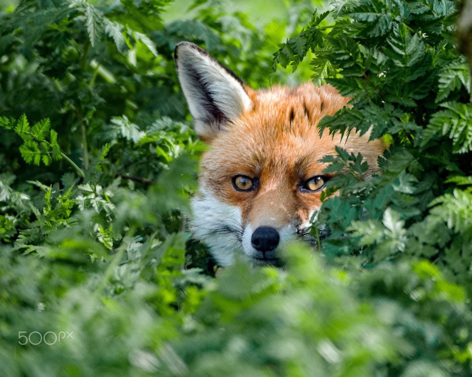 Дикие животные в доме