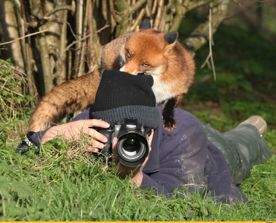 Фотографирует животных