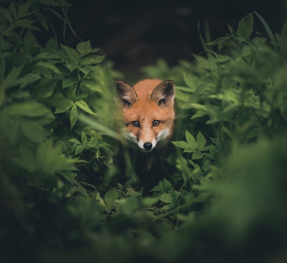 Конста Пункка