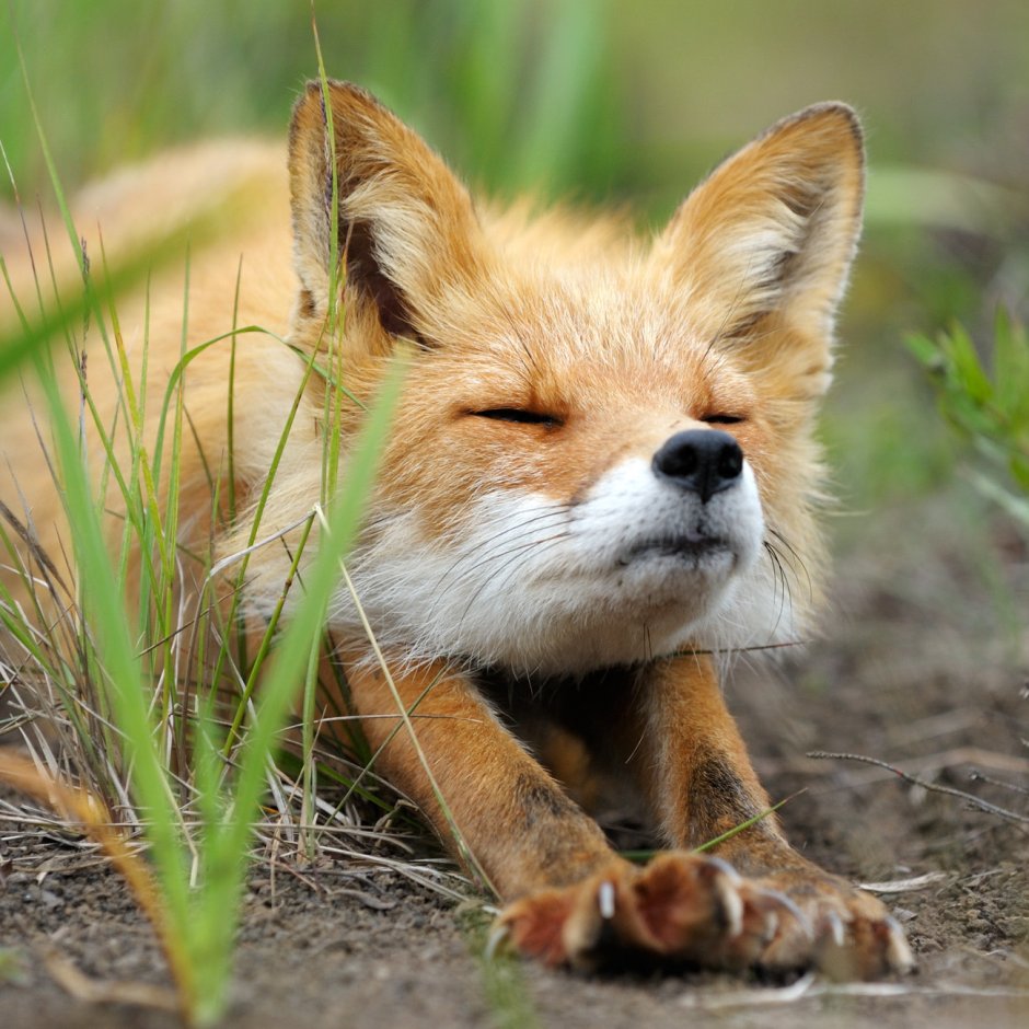 Красивый Лисенок