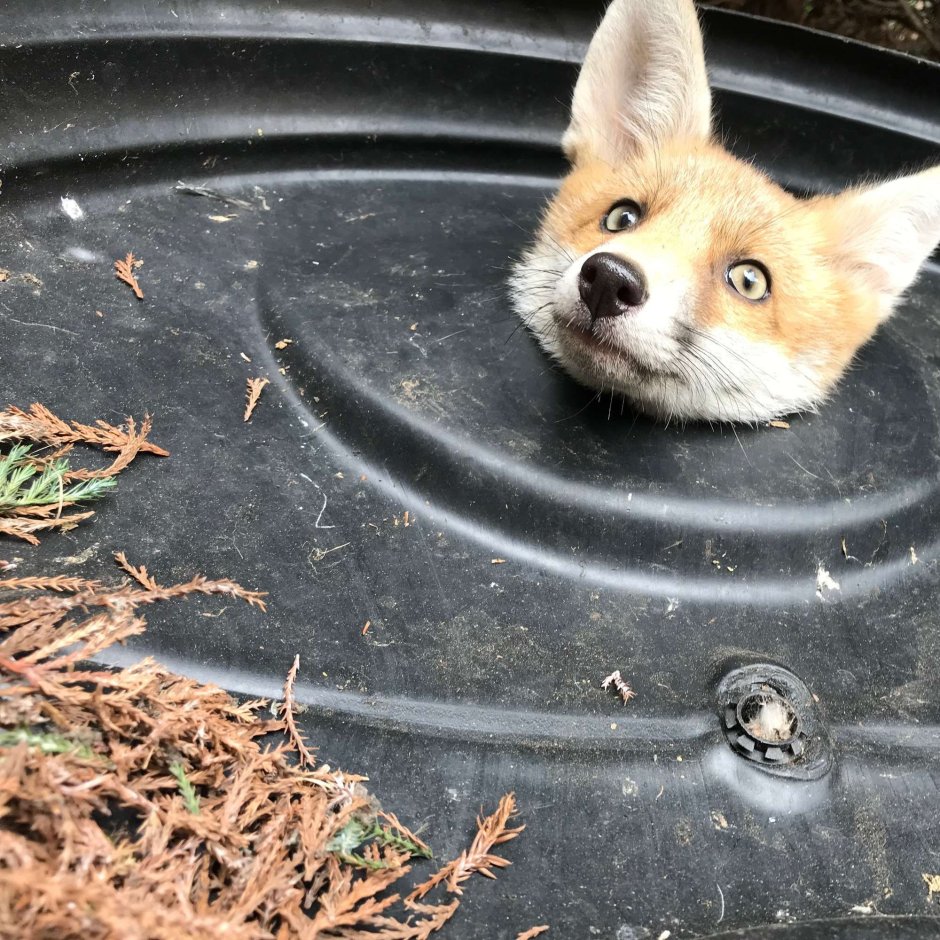 Любопытная лиса