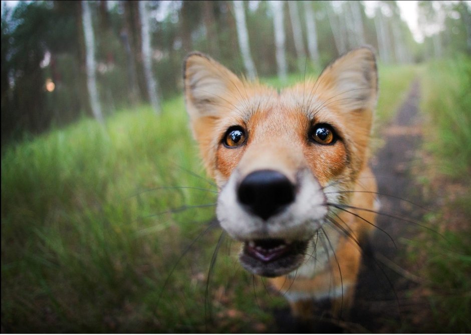 Смешная мордочка лисы