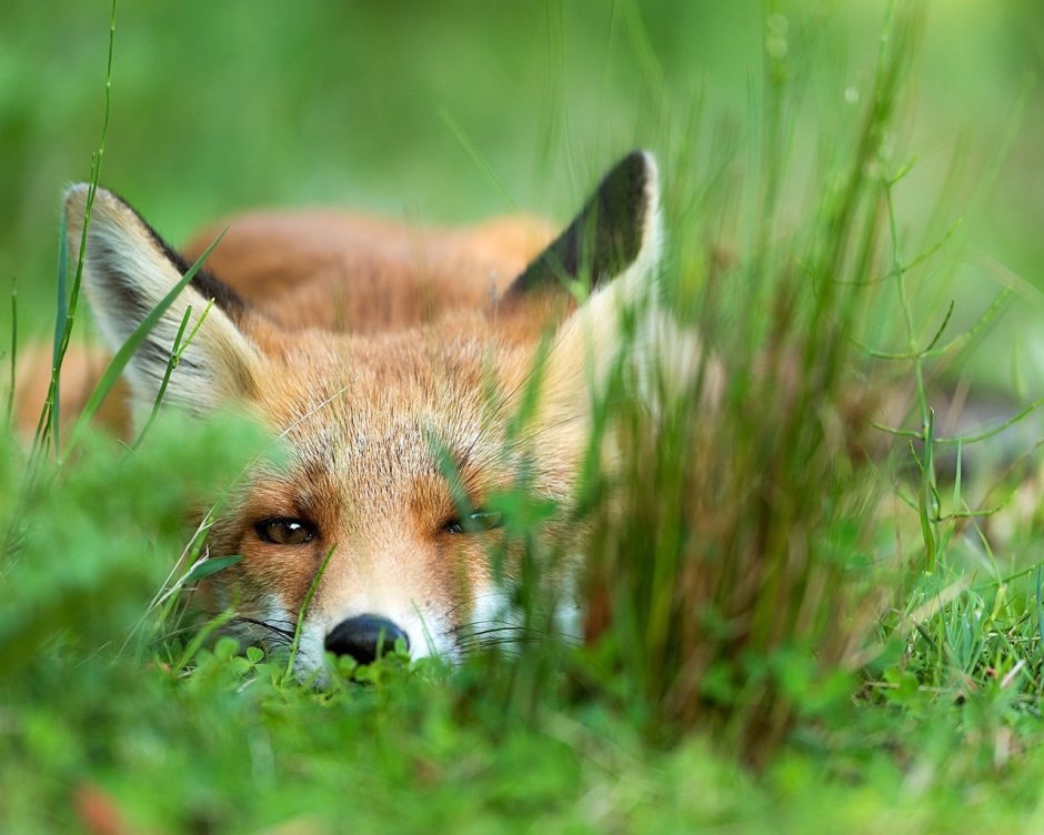 Лисенок в траве