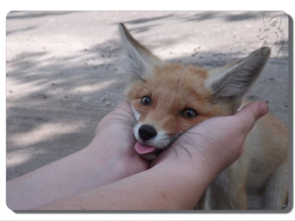 Погладь лису