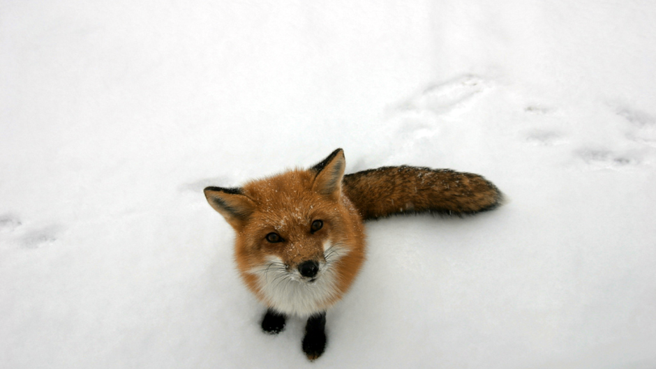 Рыжая лисица фенек и песец