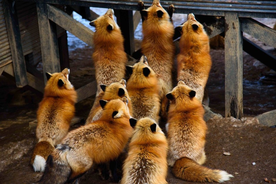 Популяция лисиц