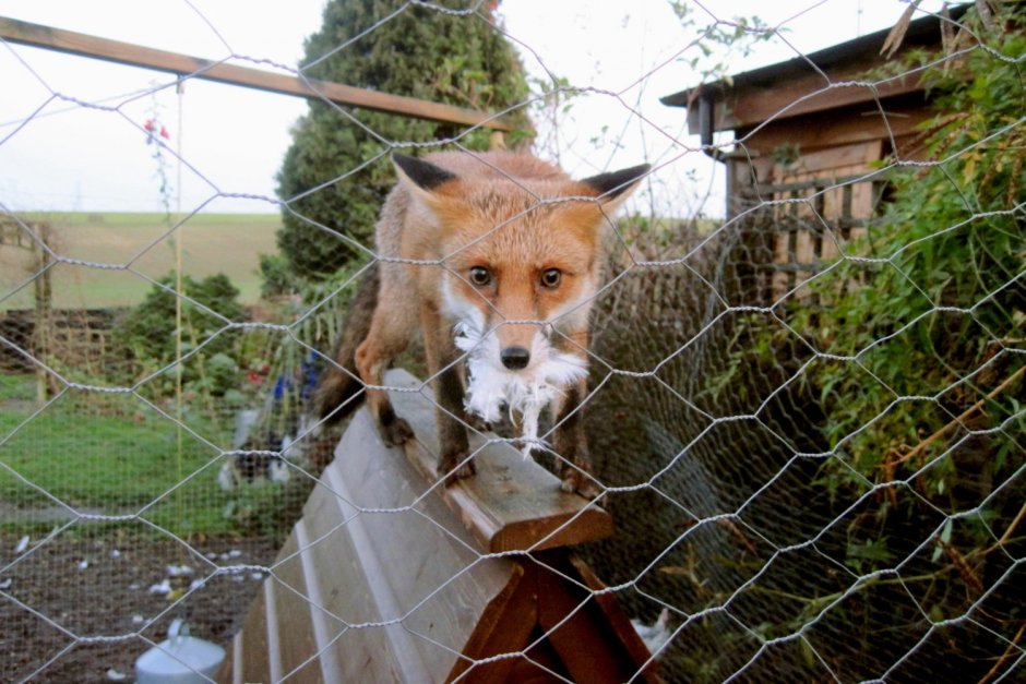 Лиса в курятнике