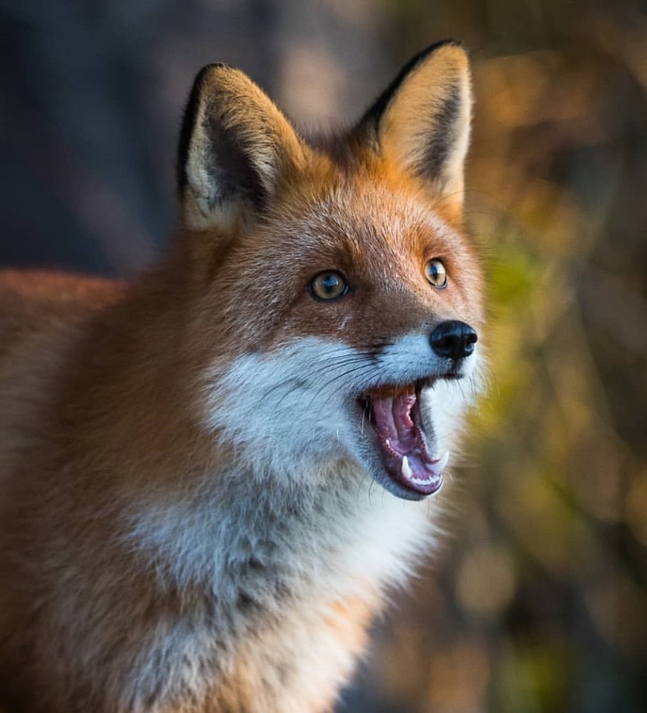 Офигевшая лиса