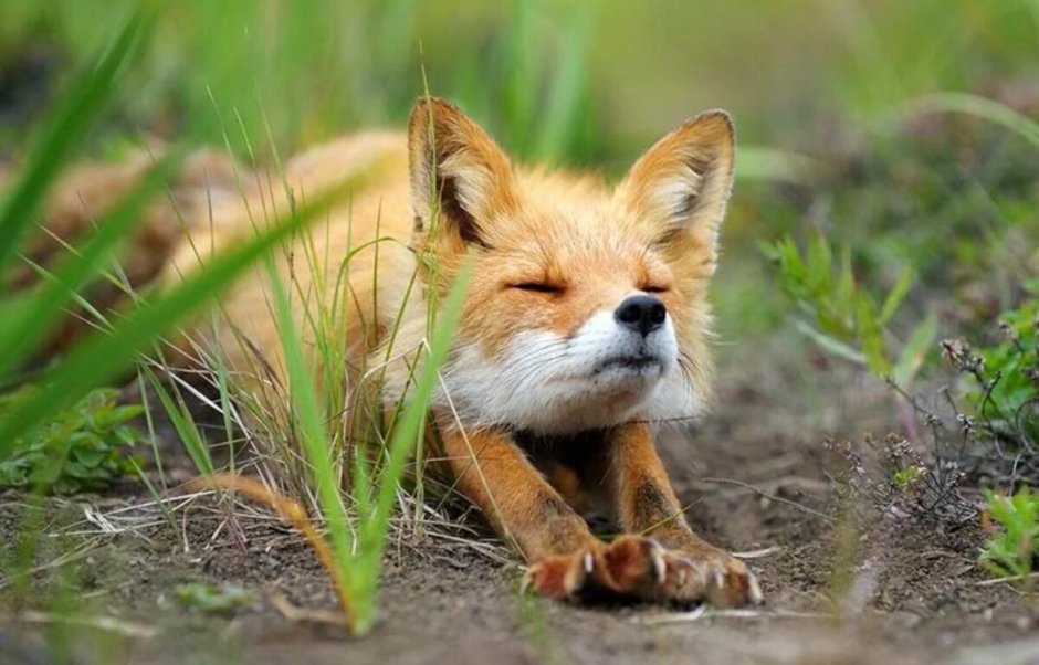 Лисы в зимнем лесу