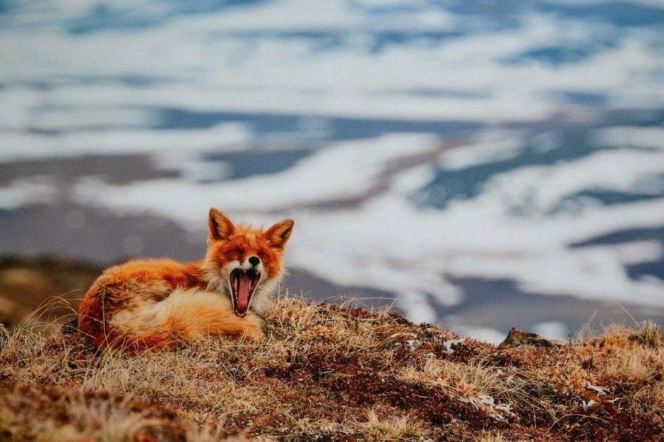 Лисенок и море