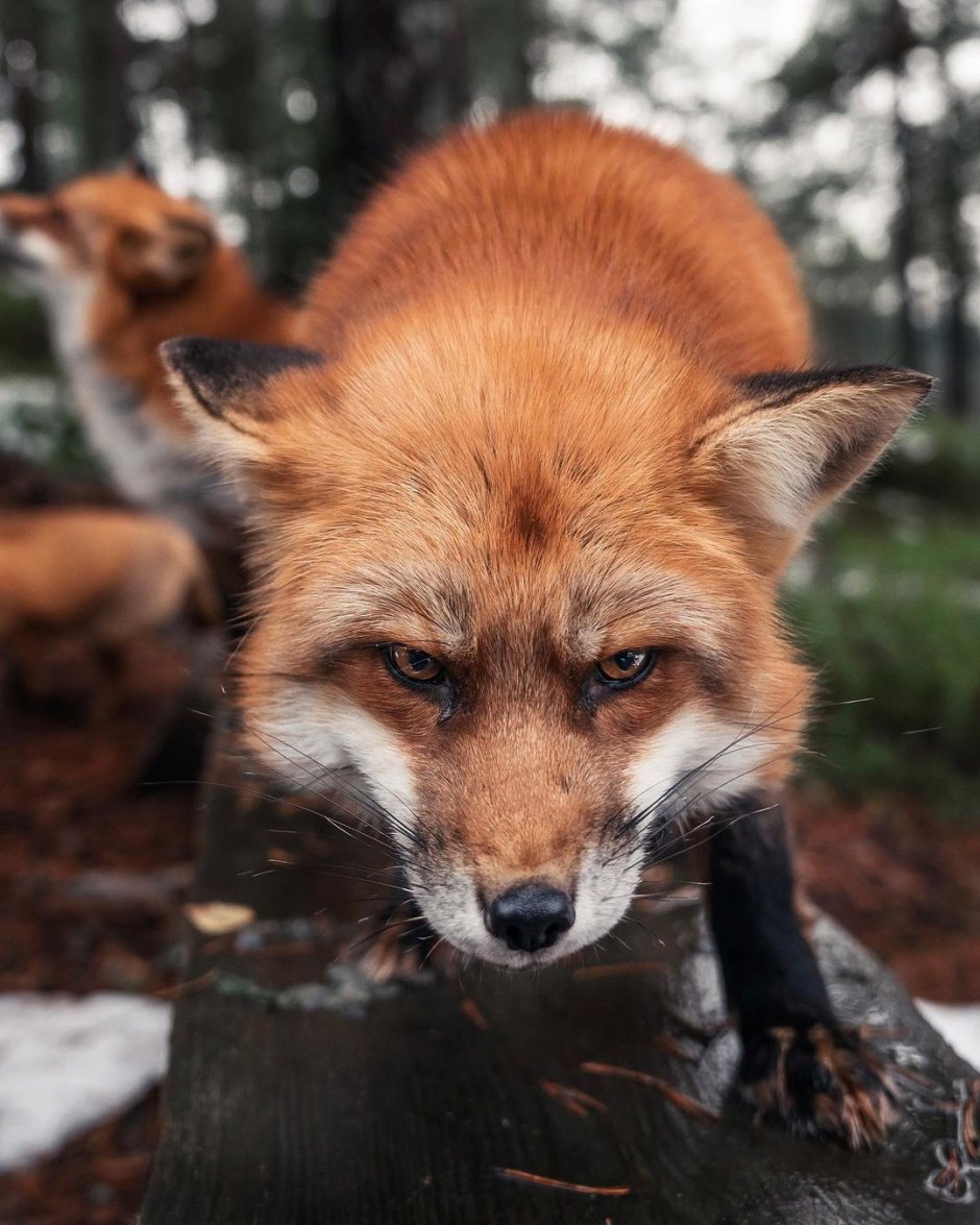 Суровый Лис