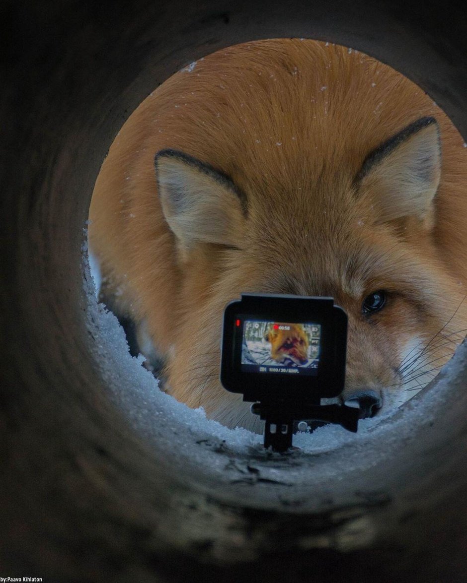 Лисичка с фотоаппаратом