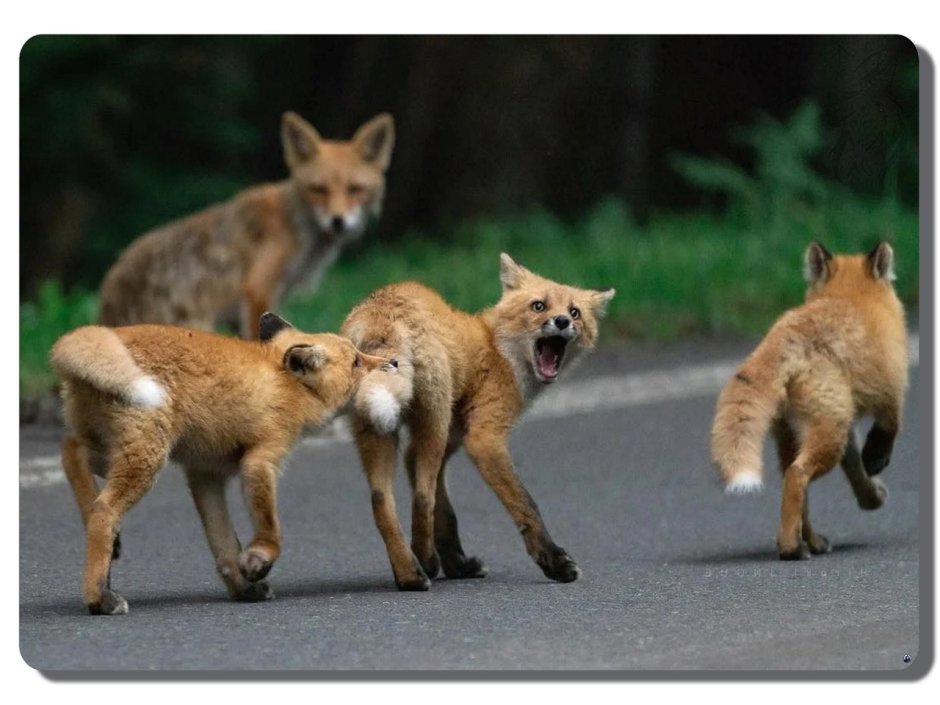 Лиса Кусь за хвост